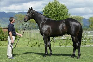 Sacred Capital (NZ) pictured as a Two-Year-Old